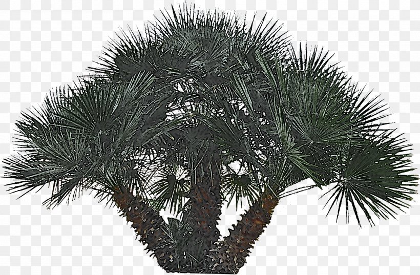 Palm Tree, PNG, 1871x1226px, Tree, Arecales, Borassus Flabellifer, Elaeis, Grass Download Free