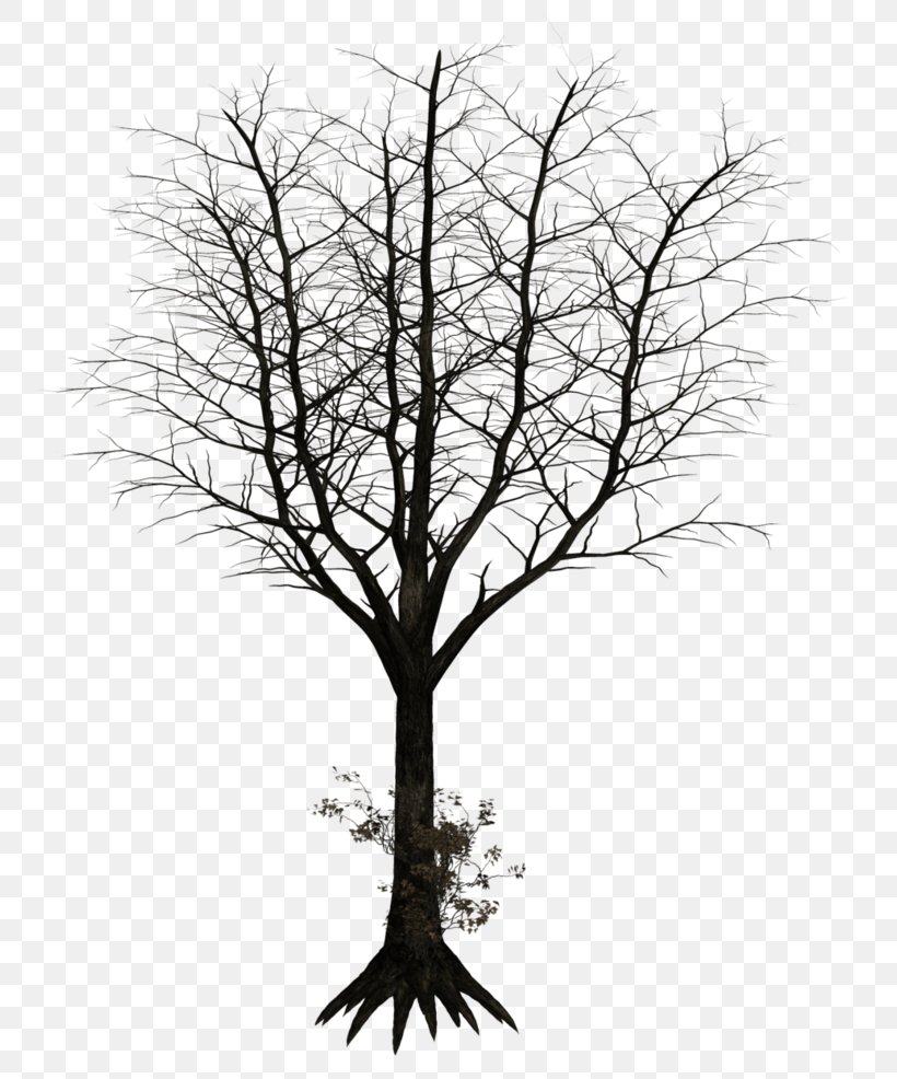 Tree Photography Drawing, PNG, 810x986px, Tree, Art, Black And White, Branch, Deviantart Download Free