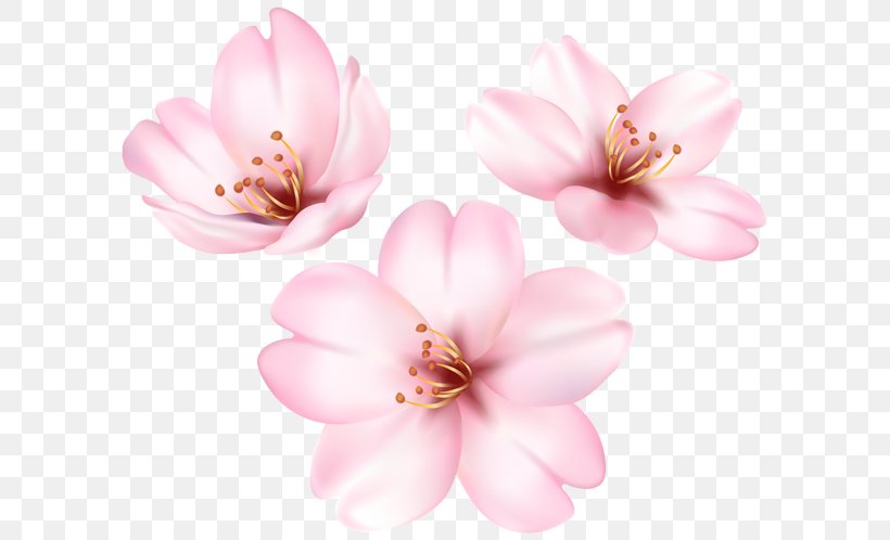 Flower Petal Clip Art, PNG, 600x498px, Flower, Blossom, Cherry Blossom, Flowering Plant, Gardening Download Free