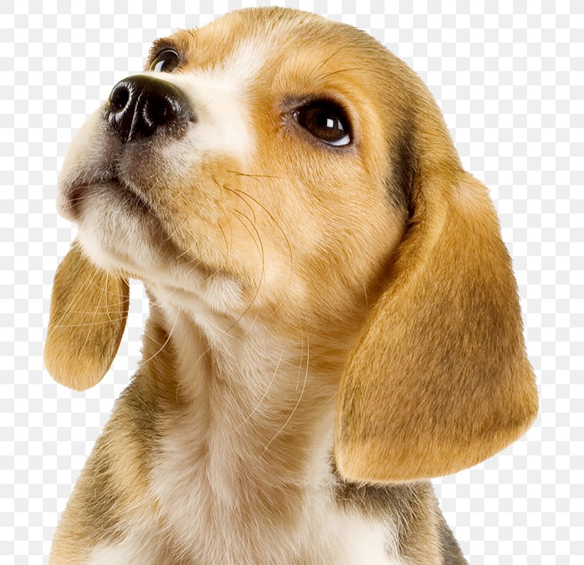 Puppy Dog Breed Beagle Beer Cat, PNG, 709x794px, Puppy, Beagle, Beer, Canine Tooth, Carnivoran Download Free