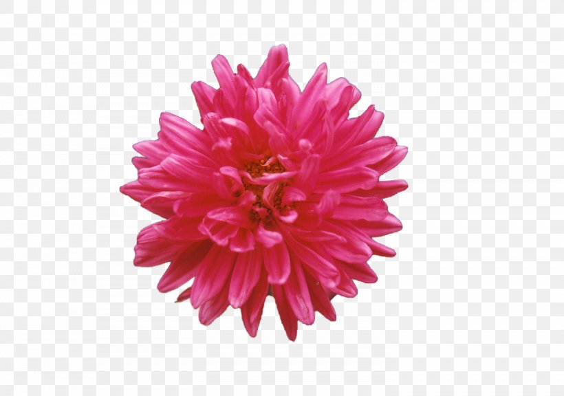 Dahlia Chrysanthemum Cut Flowers Pink M, PNG, 1476x1037px, Dahlia, Aster, Chrysanthemum, Chrysanths, Cut Flowers Download Free