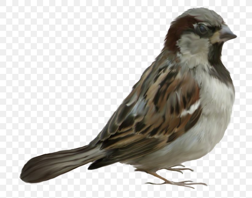 House Sparrow Bird Clip Art, PNG, 773x643px, House Sparrow, American Sparrows, Animal, Beak, Bird Download Free