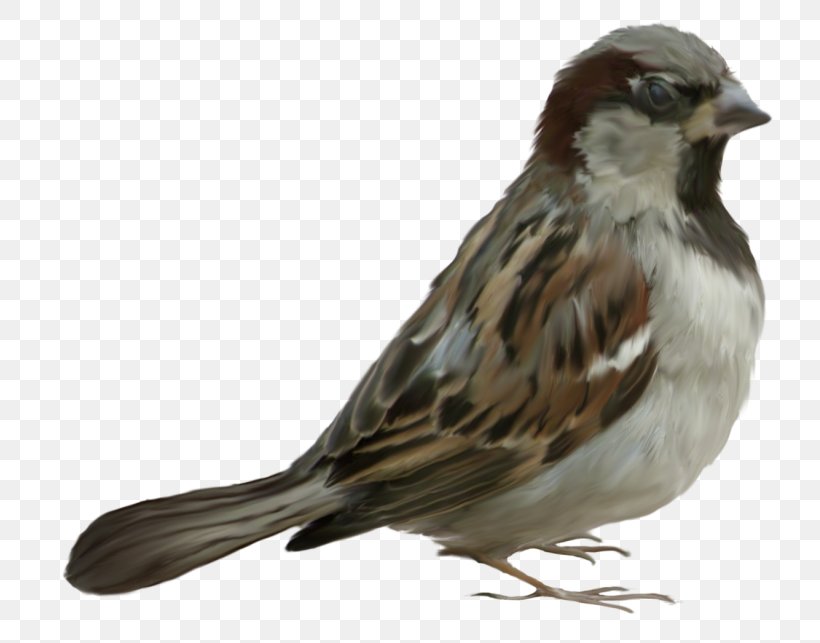 Bird - House Sparrow Bird Clip Art PNG