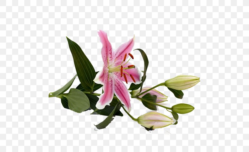 Tiger Lily Lilium Bulbiferum Pink Flowers Stock.xchng, PNG, 500x500px, Tiger Lily, Alstroemeriaceae, Color, Cut Flowers, Floral Design Download Free