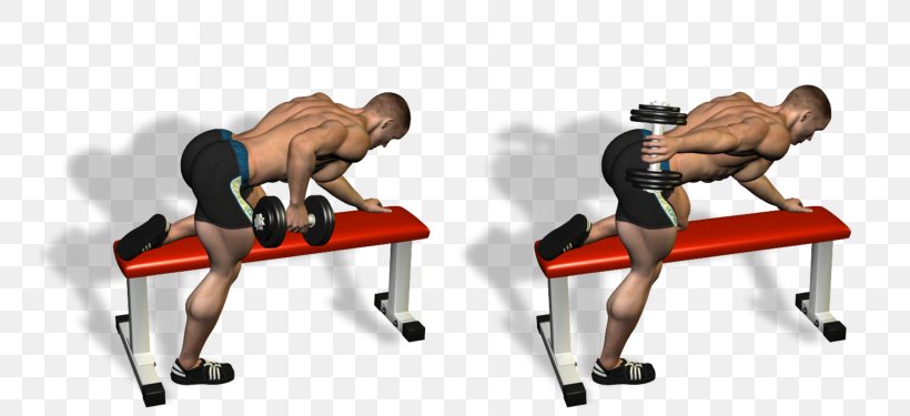 Triceps Brachii Muscle Exercise Arm Bodybuilding, PNG, 750x375px, Triceps Brachii Muscle, Abdominal Exercise, Arm, Barbell, Bench Download Free