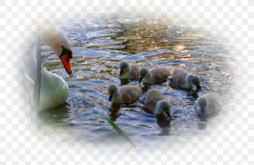 Cygnini Bird Lake Duck Pond, PNG, 800x533px, Cygnini, Animal, Beak, Bird, Coscoroba Swan Download Free