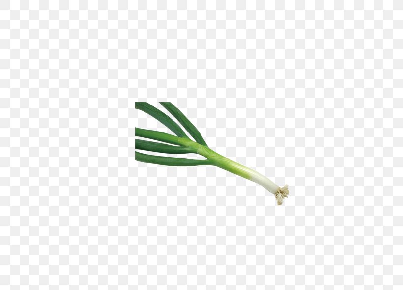 Garlic Vegetable, PNG, 591x591px, Garlic, Allium Fistulosum, Auglis, Dish, Grass Download Free