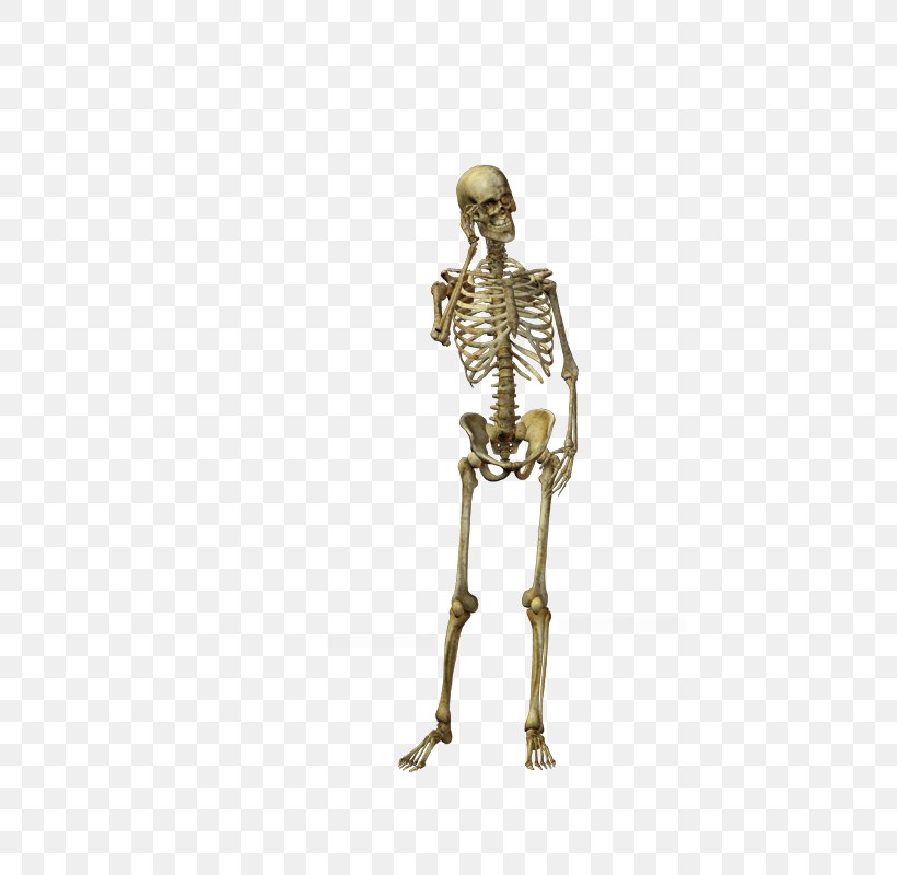 Human Skeleton Bone Skull, PNG, 800x800px, Skeleton, Banco De Imagens, Bone, Depositphotos, Figurine Download Free