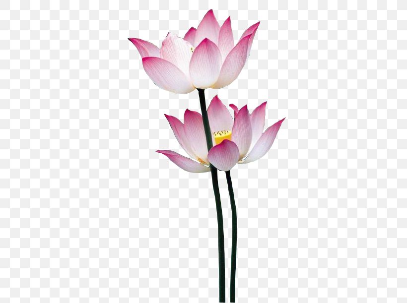 Nelumbo Nucifera Falun Gong Clip Art, PNG, 405x611px, Nelumbo Nucifera, Aquatic Plant, Artificial Flower, Bud, Cut Flowers Download Free