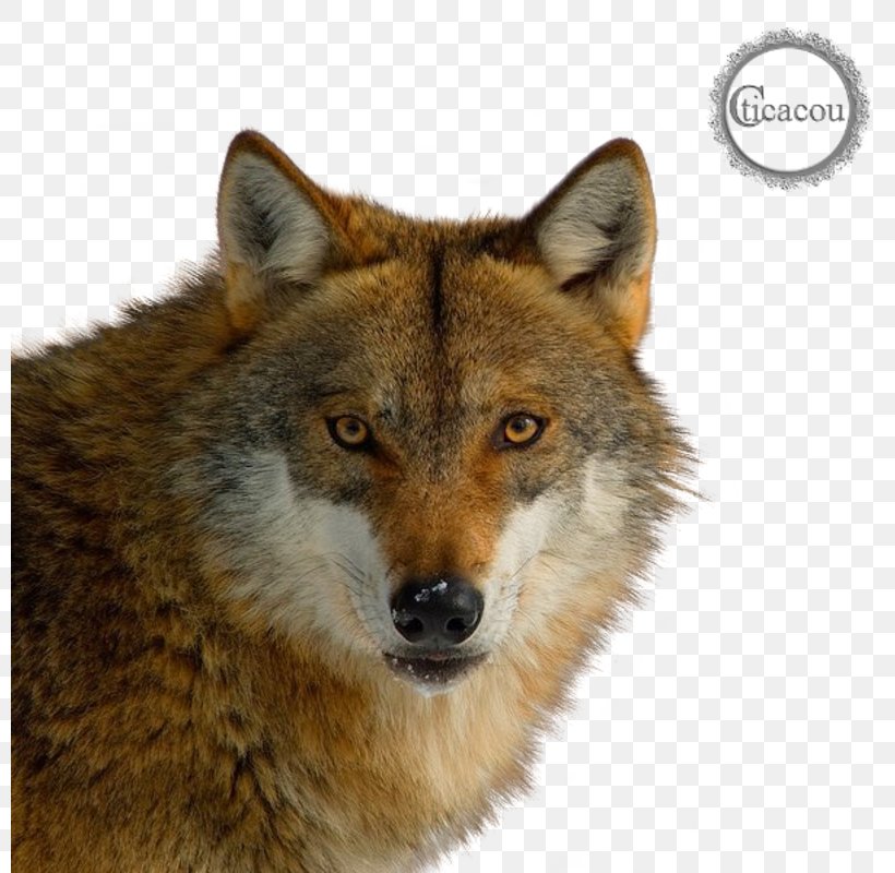 Red Fox Coyote Cat German Shepherd Schipperke, PNG, 800x800px, Red Fox, Alaskan Tundra Wolf, Animal, Black Wolf, Canidae Download Free