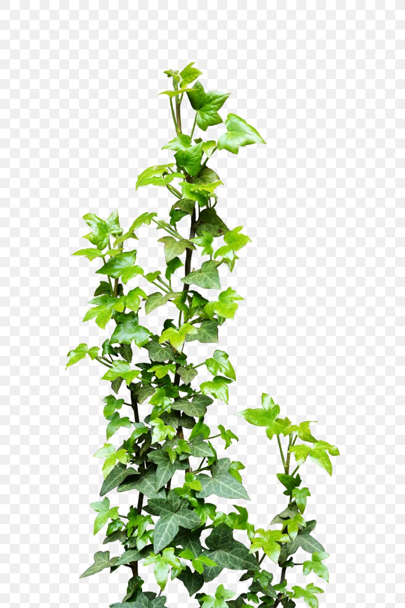 Vine Plant Clip Art, PNG, 600x1230px, Vine, Branch, Deviantart, Evergreen, Flowerpot Download Free