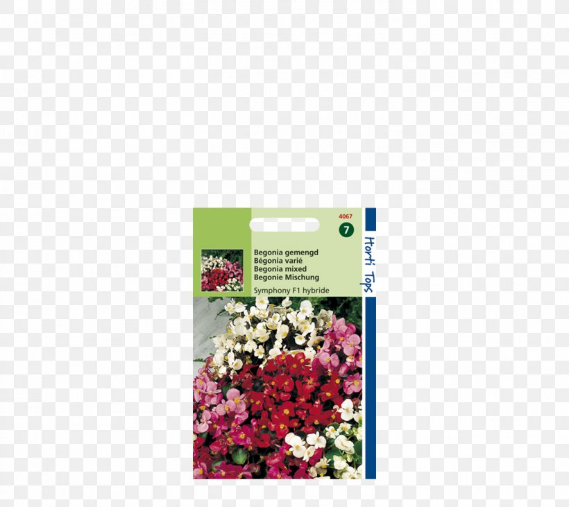 Begonia Boliviensis Begonia Grandis Flower Evansiana Bossa Nova Orange, PNG, 1466x1308px, Begonia Boliviensis, Begonia, Begonia Grandis, Cut Flowers, Flora Download Free