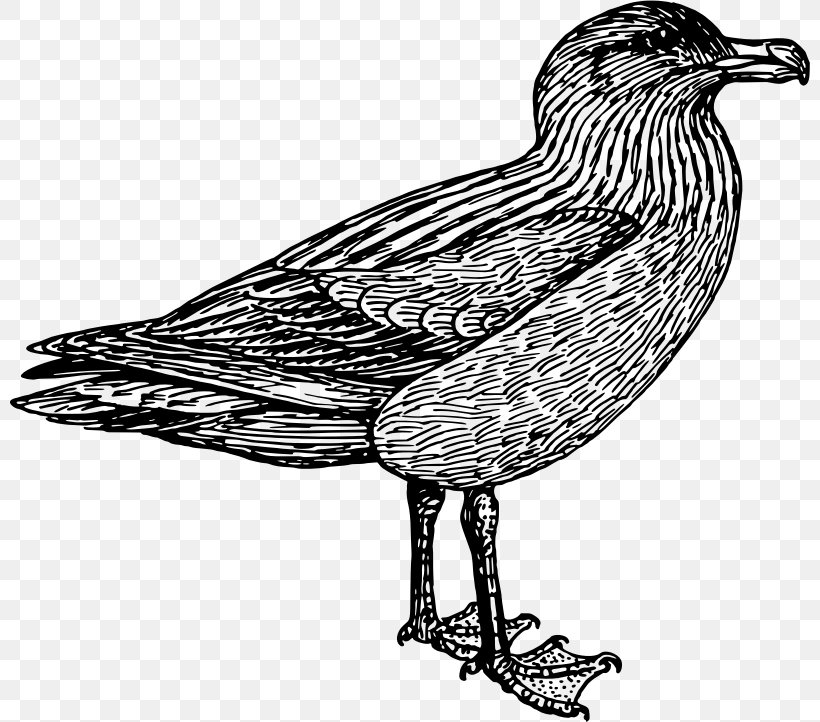 Bird European Herring Gull Skuas Wader, PNG, 800x722px, Bird, Anatidae, Beak, Black And White, Charadriiformes Download Free