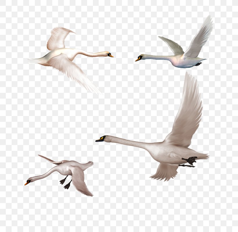 Cygnini Clip Art, PNG, 800x800px, Cygnini, Animal Migration, Beak, Bird, Bird Migration Download Free