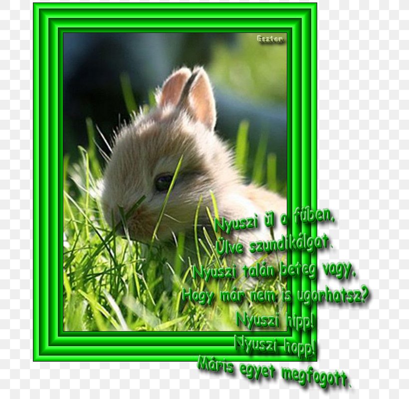 Flemish Giant Rabbit Angora Rabbit Domestic Rabbit Cat, PNG, 700x800px, Flemish Giant Rabbit, Angora Rabbit, Animal, Cat, Cuteness Download Free