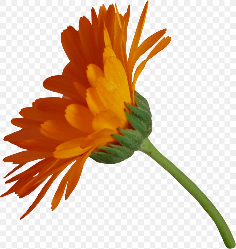 Flower Pot Marigold Petal Clip Art, PNG, 1547x1631px, Flower, Calendula, Daisy Family, Flowering Plant, German Chamomile Download Free