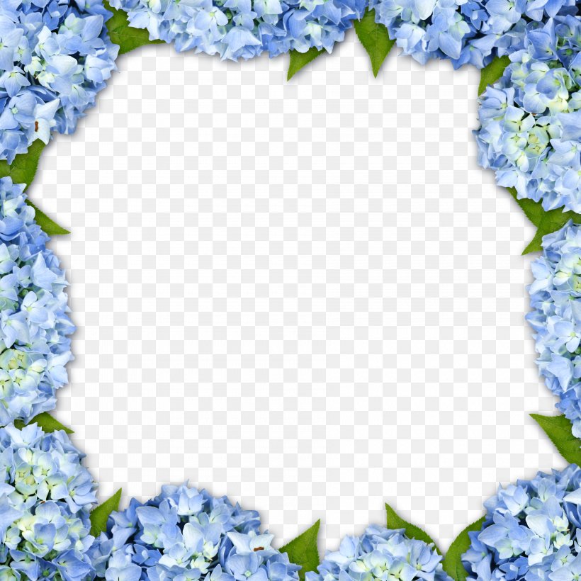 Hydrangea Picture Frame Flower, PNG, 3600x3600px, Hydrangea, Blossom, Blue, Cornales, Drawing Download Free
