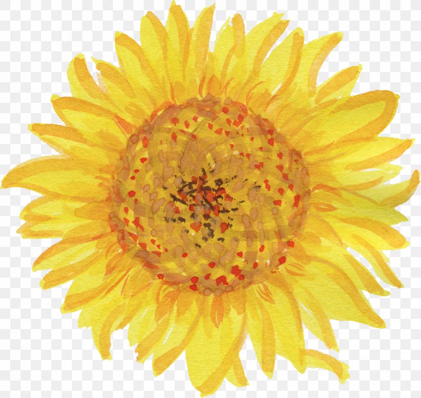 Common Sunflower Drawing Logo, PNG, 927x876px, Common Sunflower, Chrysanths, Daisy Family, Drawing, Flower Download Free