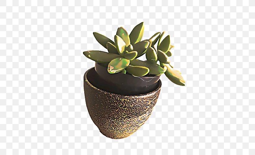 Flower Vase, PNG, 500x500px, Houseplant, Echeveria, Flower, Flowerpot, Jade Flower Download Free