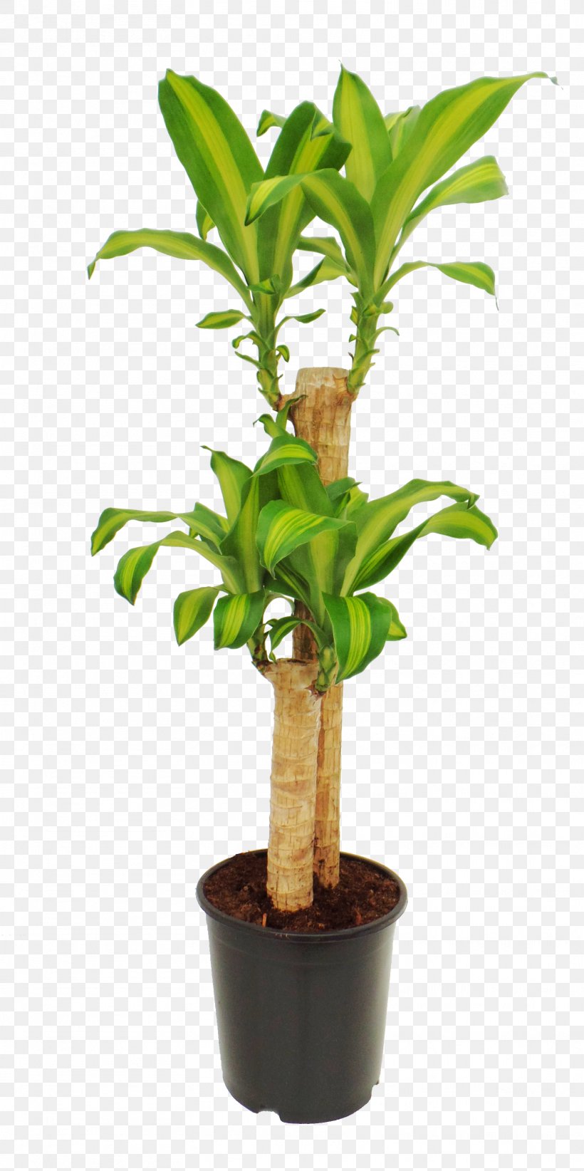 Houseplant Dracaena Fragrans Plant Stem HomeMax Yucca, PNG, 1616x3240px, Houseplant, Arecaceae, Artikel, Date Palms, Dracaena Download Free