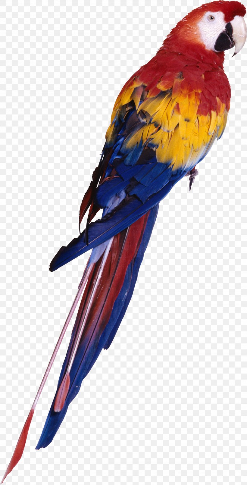 Parrot Red-and-green Macaw Bird, PNG, 1948x3826px, Parrot, Beak, Bird, Bird Nest, Birdcage Download Free