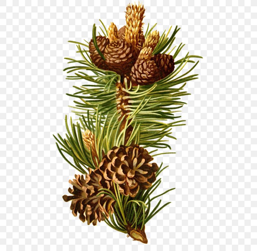 Scots Pine Mountain Pine Pinus Nigra Pinus Cembra Conifers, PNG, 541x800px, Scots Pine, Abies Concolor, Abies Lasiocarpa, Ananas, Branch Download Free