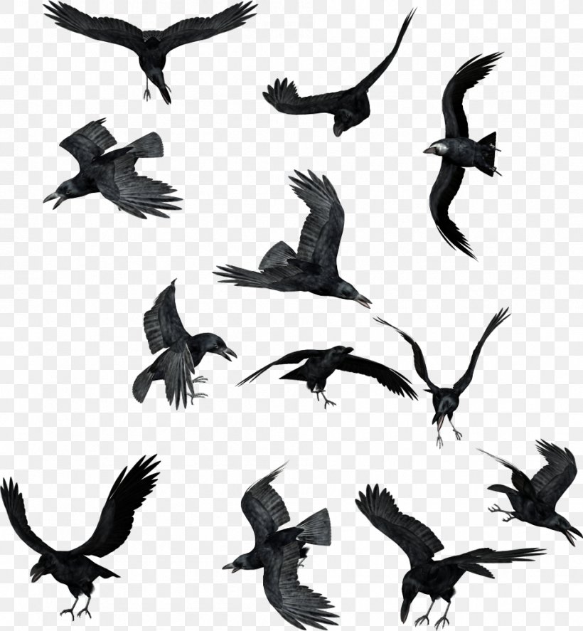 Common Raven American Crow Bird Clip Art, PNG, 946x1024px, Common Raven, American Crow, Beak, Bird, Bird Of Prey Download Free