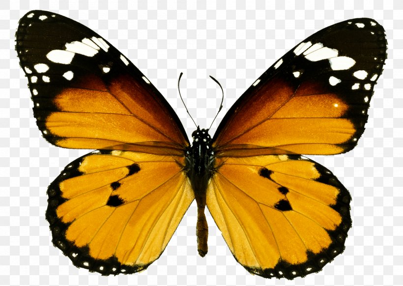 Monarch Butterfly 123 Kids Fun: Math Games Puzzle 123 Color, PNG, 2000x1420px, Butterfly, Arthropod, Brush Footed Butterfly, Butterflies And Moths, Colias Download Free