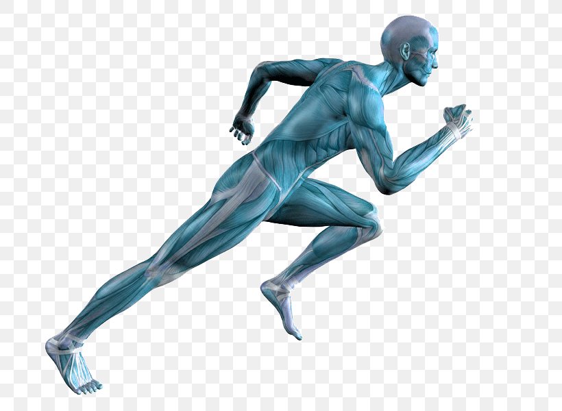Running Human Body Muscle Adipose Tissue Calf Pain, PNG, 800x600px, Running, Adipose Tissue, Arm, Art, Biomechanics Download Free