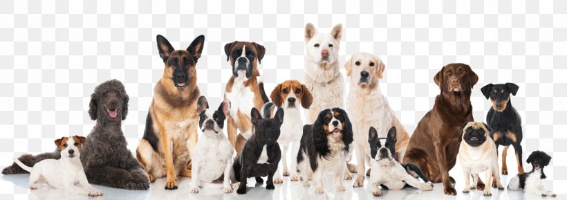Shih Tzu Puppy Purebred Dog Dog Daycare Kennel, PNG, 1200x423px, Shih Tzu, Breed, Breed Group Dog, Dog, Dog Breed Download Free