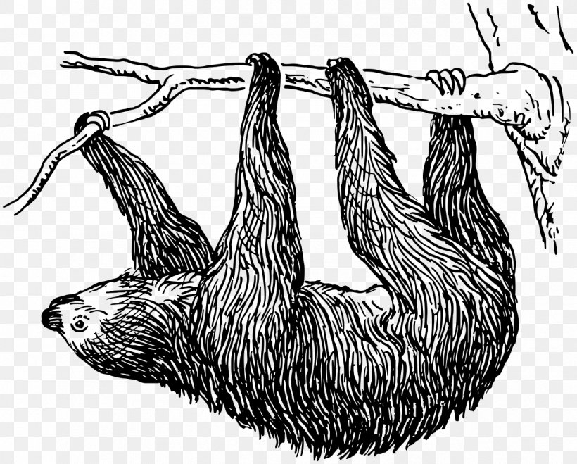 Sloth Bear Drawing Clip Art, PNG, 1273x1024px, Sloth, Animal, Art, Beak, Bird Download Free
