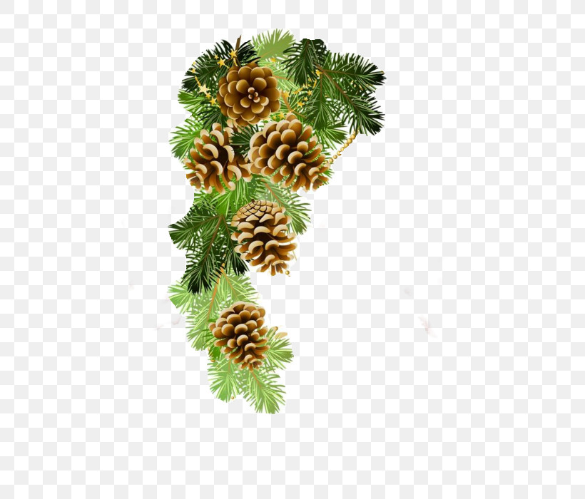 Yellow Fir Jack Pine Oregon Pine Lodgepole Pine Shortleaf Black Spruce, PNG, 700x700px, Yellow Fir, American Larch, Branch, Canadian Fir, Colorado Spruce Download Free