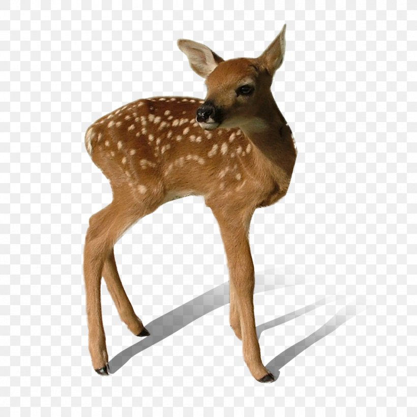 Deer Clip Art, PNG, 948x948px, Deer, Antler, Deer Hunting, Fauna, Fawn Download Free
