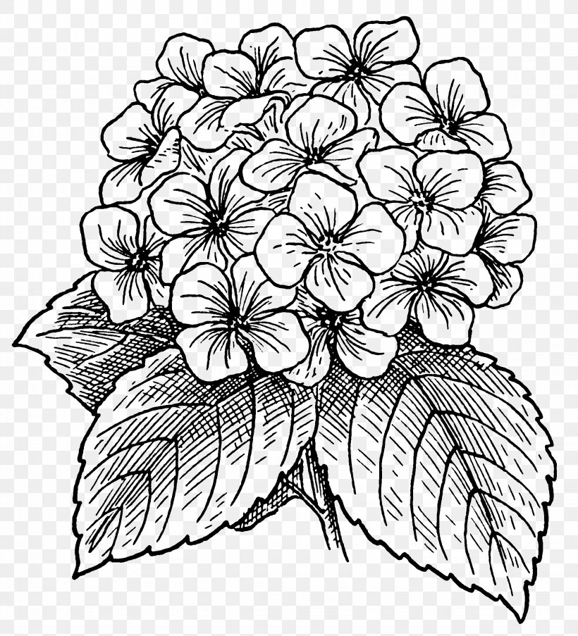 Hydrangea Color Clip Art, PNG, 2047x2255px, Hydrangea, Art, Artwork, Black And White, Color Download Free