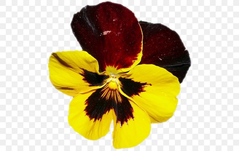 Pansy Violet Clip Art, PNG, 500x519px, Pansy, Flower, Flowering Plant, Petal, Plant Download Free