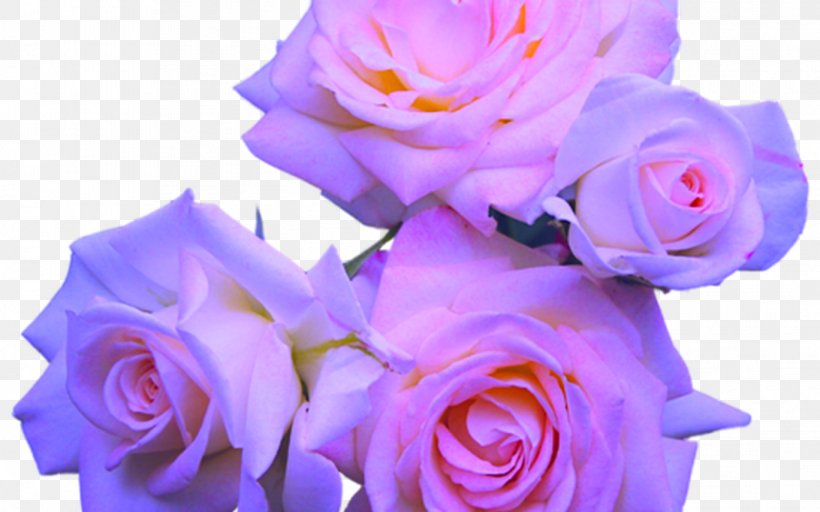 Pink Flower Cartoon, PNG, 1368x855px, Rose, Artificial Flower, Blue, Blue Rose, Bouquet Download Free