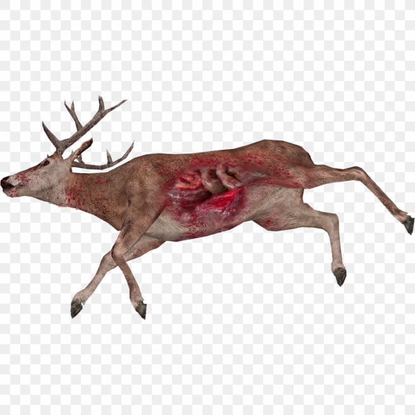 Reindeer White-tailed Deer Animal Elk, PNG, 887x887px, 360 Wildlife, Deer, Animal, Antler, Death Download Free