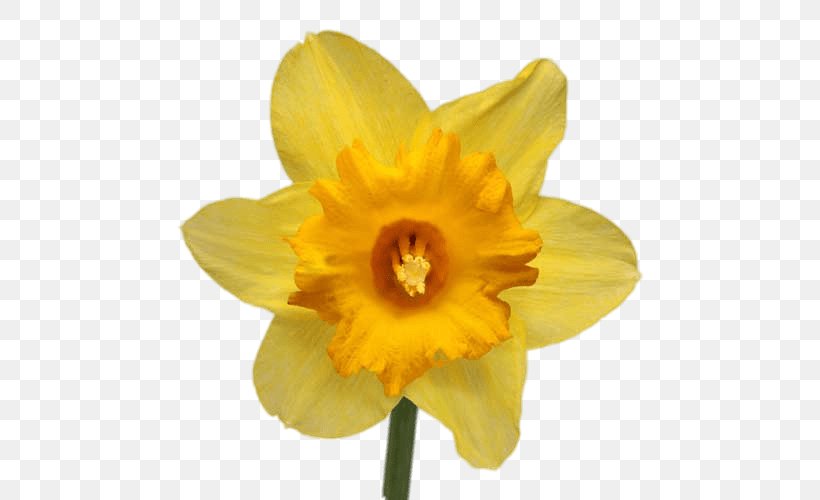 The Daffodil Festival Narcissus Jonquilla Narcissus Papyraceus Flower ...