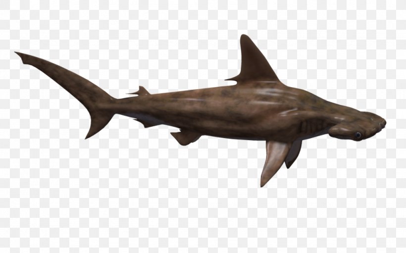 Hammerhead Shark Fish, PNG, 1024x639px, Shark, Animal, Carcharhiniformes, Cartilaginous Fish, Chondrichthyes Download Free