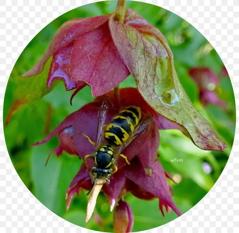 Honey Bee Hornet Nectar, PNG, 800x800px, Honey Bee, Bee, Flora, Honey, Hornet Download Free
