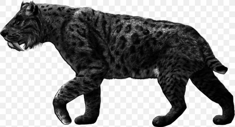 Tiger Machairodontinae Cheetah Smilodon Populator Saber-toothed Cat, PNG, 1024x556px, Tiger, Animal Figure, Big Cats, Bite Force Quotient, Black And White Download Free