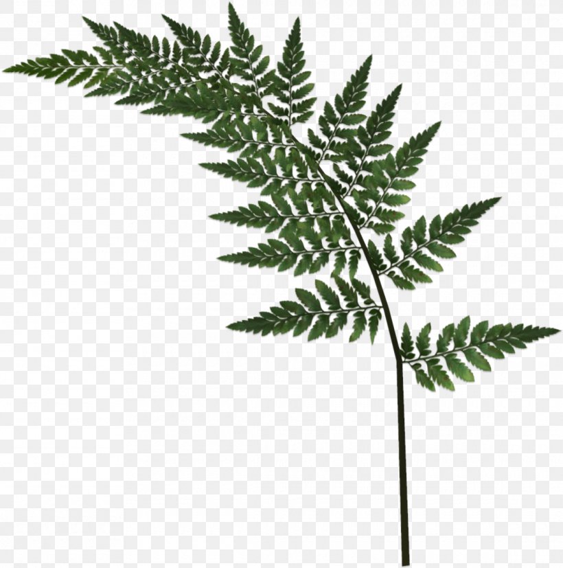 Blog Clip Art, PNG, 1140x1150px, Blog, Fern, Ferns And Horsetails, Flower, Garden Roses Download Free