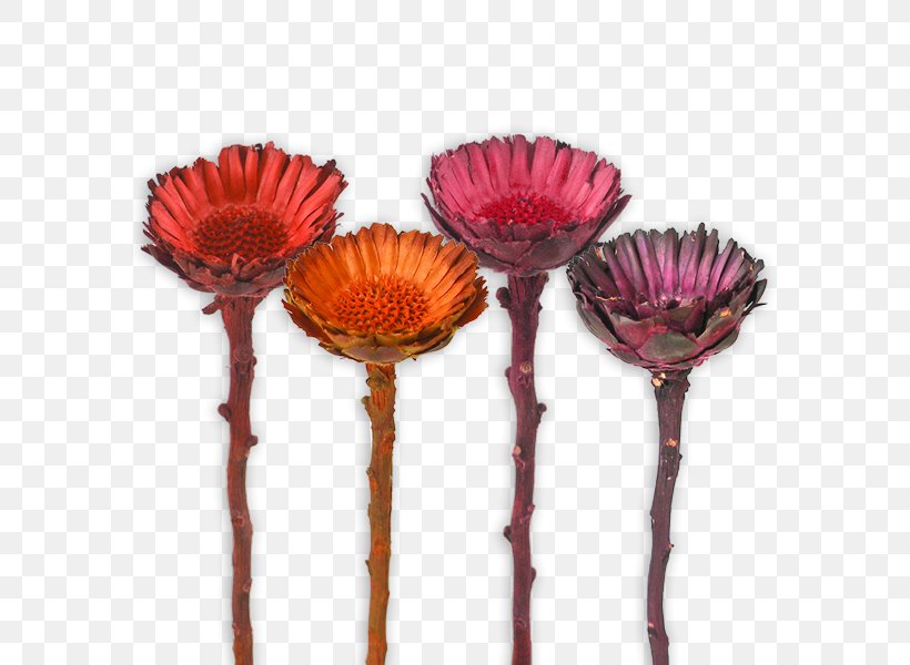 Cut Flowers Vase Petal, PNG, 600x600px, Cut Flowers, Flower, Flowering Plant, Petal, Vase Download Free