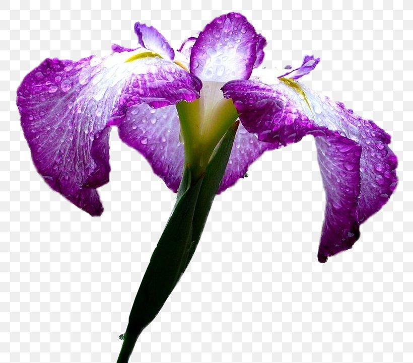 Flower Petal Plant Stem Japanese Iris, PNG, 800x721px, Flower, Cattleya, Flowering Plant, Herbaceous Plant, Iris Download Free
