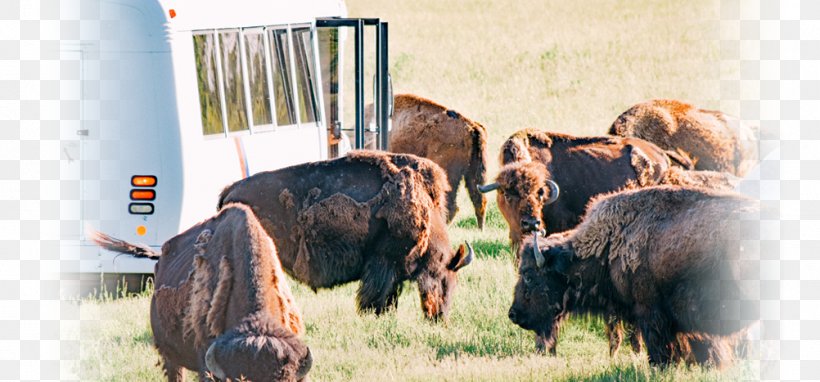 FortWhyte Alive Bison Recreation .com Wildlife, PNG, 1002x467px, Bison, Animal, Bull, Cattle, Cattle Like Mammal Download Free