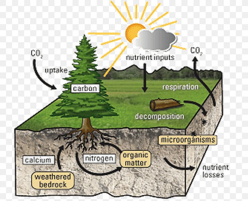 Nutrient Cycle Soil Carbon Cycle Ecosystem, PNG, 735x666px, Nutrient, Biogeochemistry, Carbon Cycle, Ecology, Ecosystem Download Free