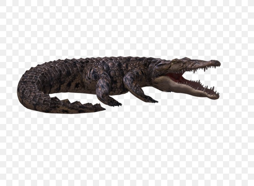 Alligators Crocodile 3D Computer Graphics Clip Art, PNG, 800x600px, 3d Computer Graphics, Alligators, Alligator, Animal Figure, Computer Graphics Download Free