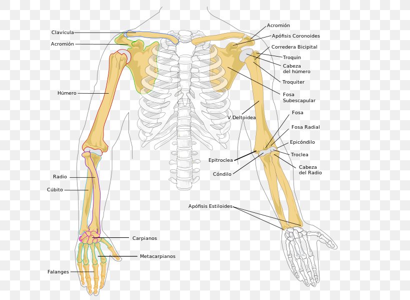 Arm Humerus Bone Human Skeleton Radius, PNG, 684x599px, Watercolor, Cartoon, Flower, Frame, Heart Download Free