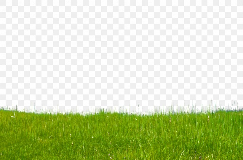 Lawn Green Grasses Grassland Wallpaper, PNG, 1098x727px, Lawn, Computer,  Family, Field, Grass Download Free