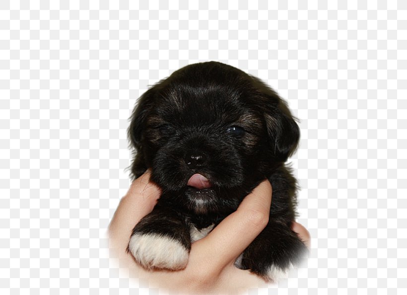 Lhasa Apso Schnoodle Tibetan Terrier Puppy Havanese Dog, PNG, 467x594px, Lhasa Apso, Animal, Breed, Carnivoran, Companion Dog Download Free